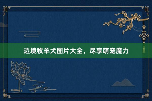 边境牧羊犬图片大全，尽享萌宠魔力